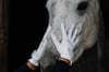 EQUITHEME Je t'aime - Strass - Binici Eldiveni