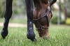 TRH5 Ön Tendon Koruyucu Getr - Siyah