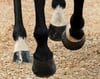 TRM HOOFMAKER