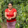 Honduras El Jardin Dry Anaerobic 90Hr Natural Pacas Yeşil Kahve Çekirdeği