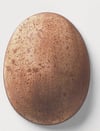359b-terracottastein-bfffc6.jpeg