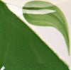 cn-172-bright-kelp-5a-d21.jpeg
