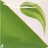 cn-182-bright-kiwi-236ml-ee10-5.jpeg