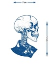Anatomik Kafatası ve Omurga Yarı Kalıcı Dövme / 1 Ay Kalıcı - Sanatsal Gotik Temalı Geçici Dövme