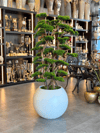 Beyaz Küre Saksılı Yapay Bonsai