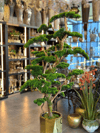 Pirinç Saksılı Yapay Bonsai