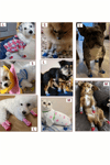 Kedi & Köpek Kaydırmaz Örme Çorap | 4'lü Patik Çorap Seti – Pamuklu, Esnek, Kaymaz Tabanlı (Rastgele Renk Gönderim)