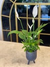 Seramik Vazoda Barış Çiçeği(Spathiphyllum)