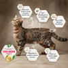 Felicia Kolajenli Somonlu Az Tahıllı Yetişkin Kedi Maması HypoAllergenic Kedi Maması  2 Kg 
