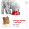Royal Canin Mini Adult Yetişkin Köpek Kuru Maması