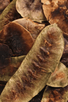 Açlık Otu 50 Gr