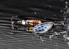 SPARCLE BUTTERFLY 3 NO 8 GR BF8101