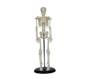 İnsan İskelet Modeli 45 Cm