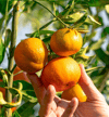 1 Kg Taze Mandalina Anamur Mandalinası Akdeniz Mandalinası
