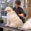 Çarşı Point® 23 KG Üzeri Uzun Tüylü Köpekler İçin Tüy Toplayıcı Ergonomik Tarak