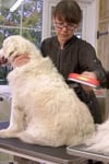 Çarşı Point® 23 KG Üzeri Uzun Tüylü Köpekler İçin Tüy Toplayıcı Ergonomik Tarak