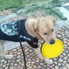 Çarşı Point® Katlanabilir Kedi Köpek Mama ve Su Kabı Köpek Oyuncağı