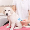 Çarşı Point® Kedi Köpek Tüy Toplayıcı Kendini Temizleyebilen Ergonomik Saplı Evcil Hayvan Tarağı Mavi