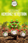 Çarşı Point® Konserve Bahçem Evde Konservede İri Yapraklı Kıvırcık Yetiştirme Kiti