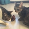 Çarşı Point® Kurmalı Kedi Eğitim Oyuncağı Tüylü Peluş Fare Yakalama İnteraktif Sevimli Eğlenceli Oyuncak