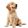Maki Home 41x41 cm Köpek Desenli Kırlent Kılıfı - Golden Retriever Temalı Salon Yazlık Dekoratif 