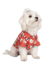 Kırmızı Kuş Desenli Köpek Gömleği – 4 Mevsim Şirin & Şık
