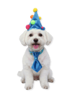 Kravatlı Köpek Doğum Günü Seti