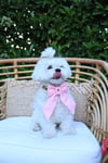 Miss Ribbon Köpek Fiyonk (Kurdele)