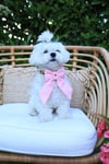 Miss Ribbon Köpek Fiyonk (Kurdele)