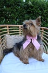 Miss Ribbon Köpek Fiyonk (Kurdele)