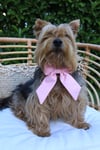 Miss Ribbon Köpek Fiyonk (Kurdele)