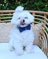 Mr Bow Tie Köpek Papyonu