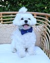 Mr Bow Tie Köpek Papyonu