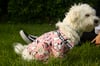 Penguen Desenli Pembe Köpek Gömleği – 4 Mevsim Şirin & Rahat