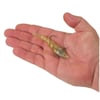 Berkley PowerBait Saltwater PowerSwitch 9 Cm Silikon Karides Yem