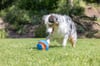 Chuckit! Giggle Kick Fetch Sesli Oyun Topu