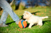 Chuckit! Kick Fetch Oyun Topu