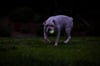 Chuckit! Max Glow Air Fetch Gece Parlayan 2'li Köpek Oyun Topu (Küçük Boy)