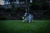 Chuckit! Max Glow Ultra Squeaker Gece Parlayan Sesli Köpek Oyun Topu