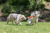 Chuckit! Rugged Bumper Ekstra Dayanıklı Köpek Oyuncağı (Küçük Boy)