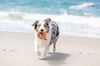 Chuckit! Suda Batmayan Köpek Oyun Halkası