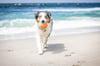 Chuckit! Suda Batmayan Mega Köpek Oyun Topu