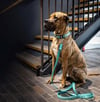 Matrix 2.0 Akıllı Künyeli Köpek Boyun Tasması - Turkuaz
