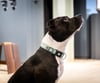Matrix 2.0 Akıllı Künyeli Köpek Boyun Tasması - Jade