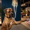 Matrix 2.0 Akıllı Künyeli Köpek Boyun Tasması - Siyah