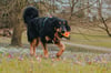 Max & Molly Snuggles Köpek Oyuncağı - Otto the Dino