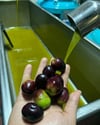 DOĞAL ZEYTİN YAĞI 5 LT 