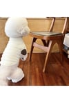 DolcePets Kedi Köpek Kıyafeti / Köpek Kazağı /Beyaz