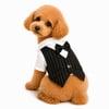 DolcePets Takım Elbise/Siyah