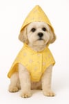 DolcePets/İce Cream Köpek Yağmurluğu